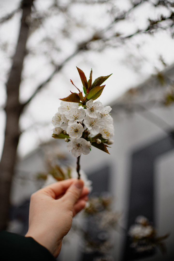 Apfelbaumblüte in Szene gesetzt