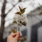 Apfelbaumblüte in Szene gesetzt