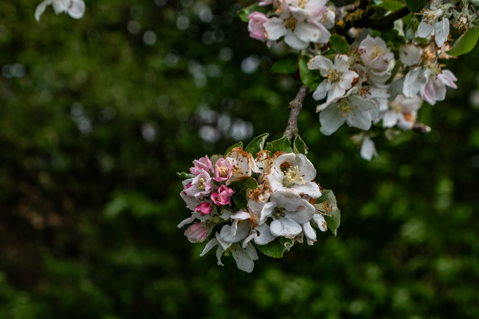 Apfelbaumblüte mit Frostschaden