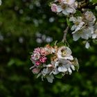 Apfelbaumblüte mit Frostschaden