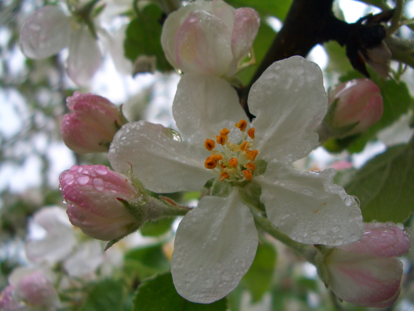 Apfelbaumblüte nach einem Regen