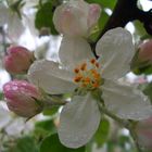 Apfelbaumblüte nach einem Regen