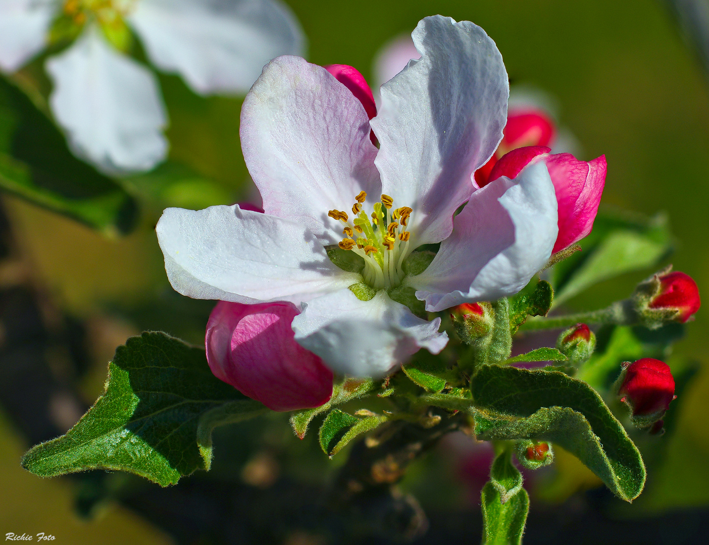 Apfelbaumblüte (Stack-Makro)