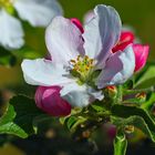Apfelbaumblüte (Stack-Makro)
