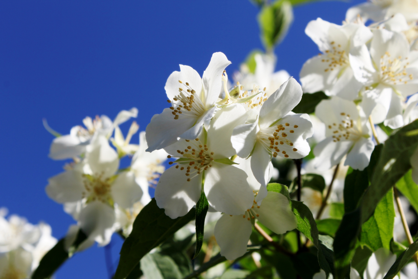 Apfelbaumblüte Südnorwegen