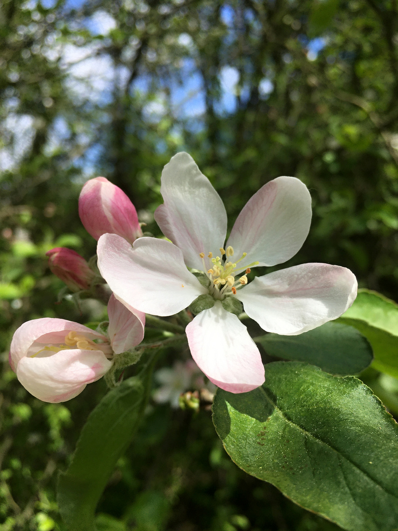 Apfelbaumblüten