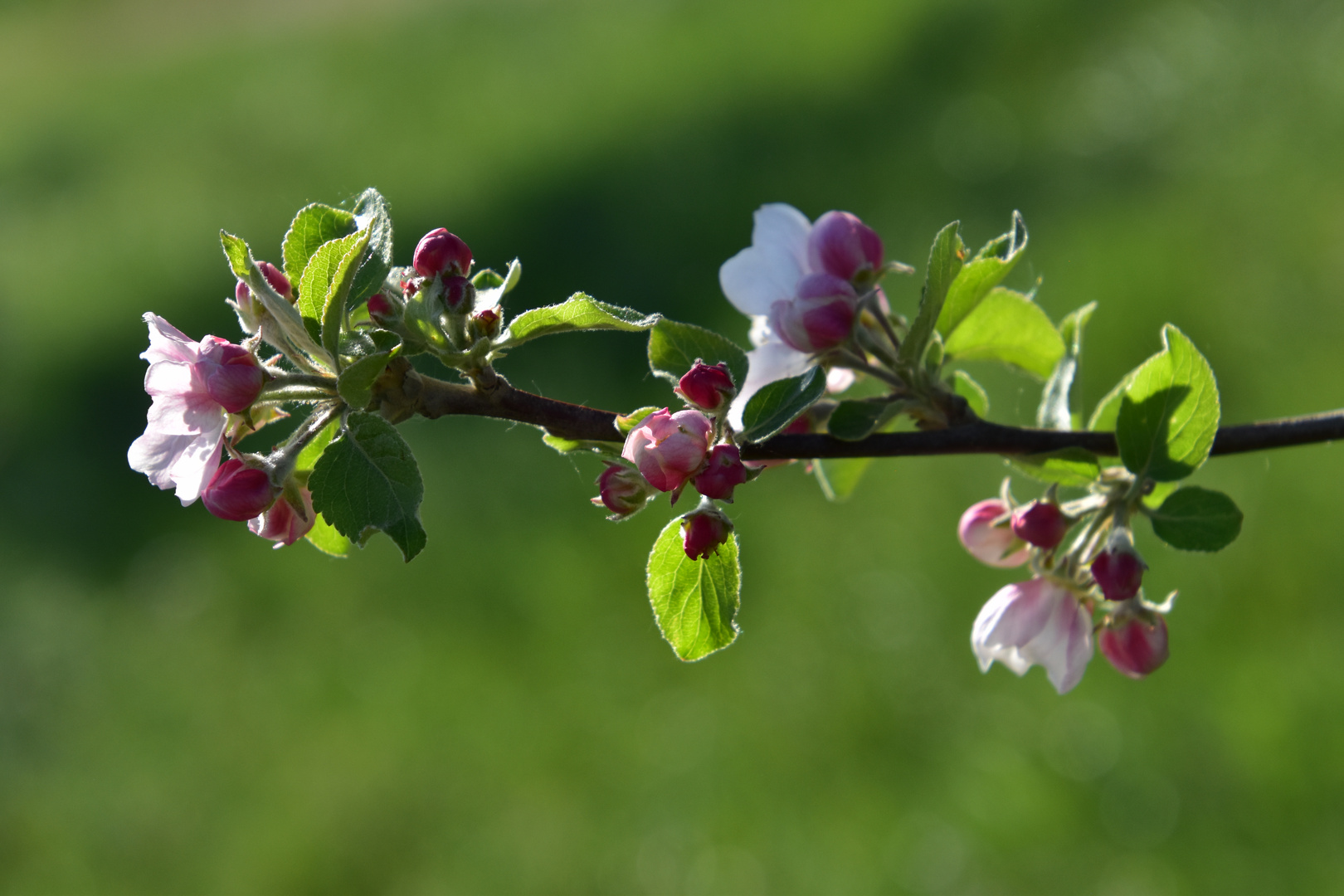 Apfelbaumblüten 