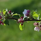 Apfelbaumblüten 