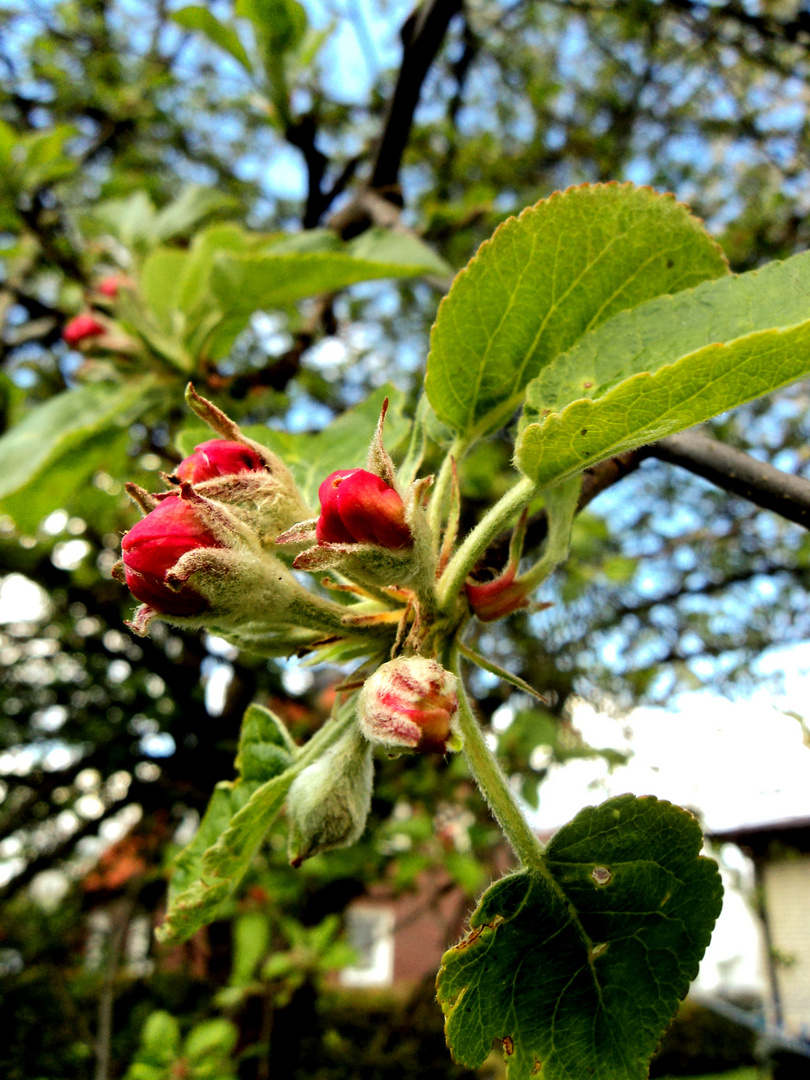 Apfelbaumblüten