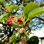 Apfelbaumblüten