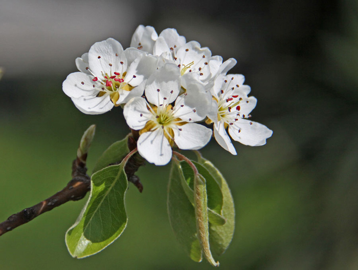 Apfelbaumblüten