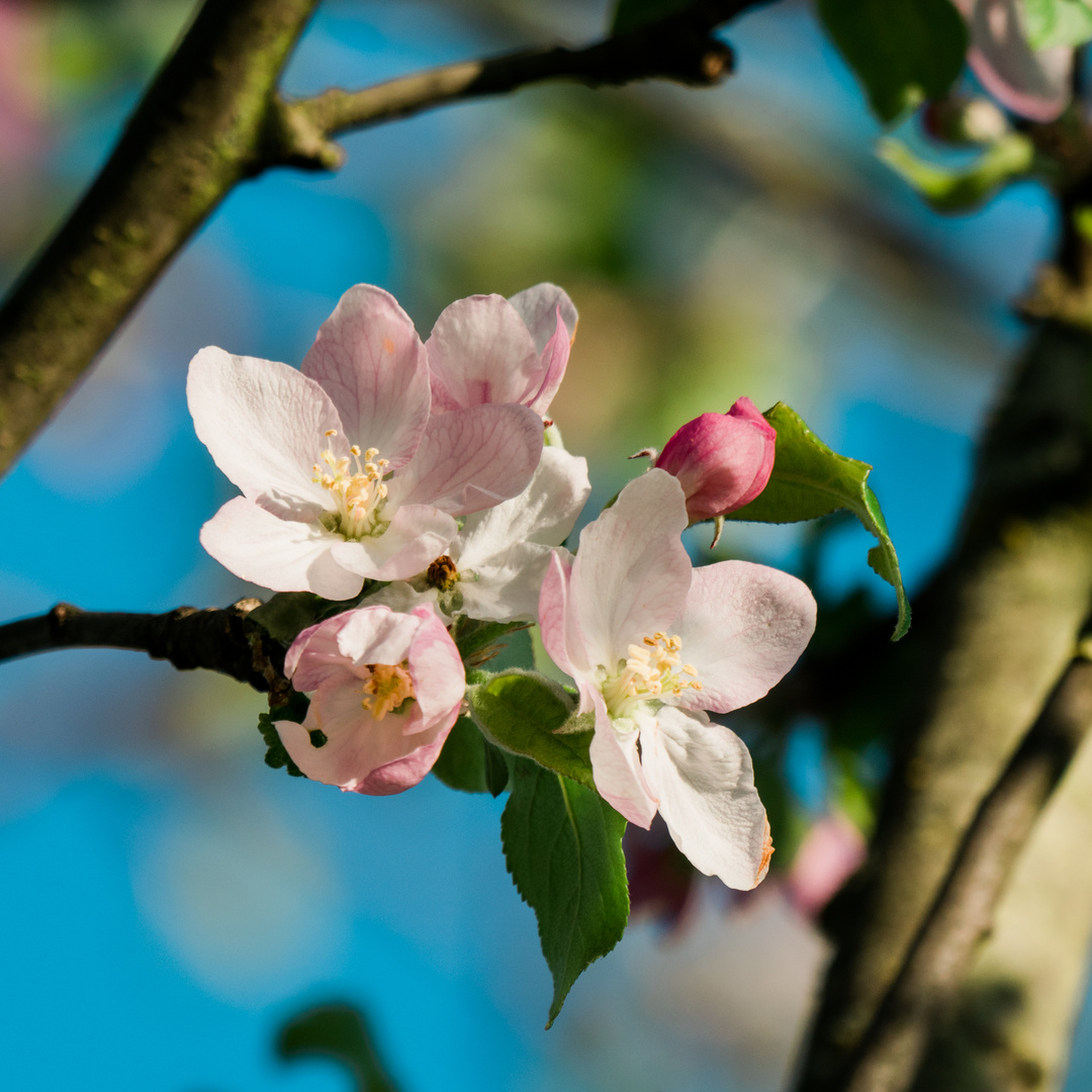 Apfelbaumblüten bei Bensheim 11 2020