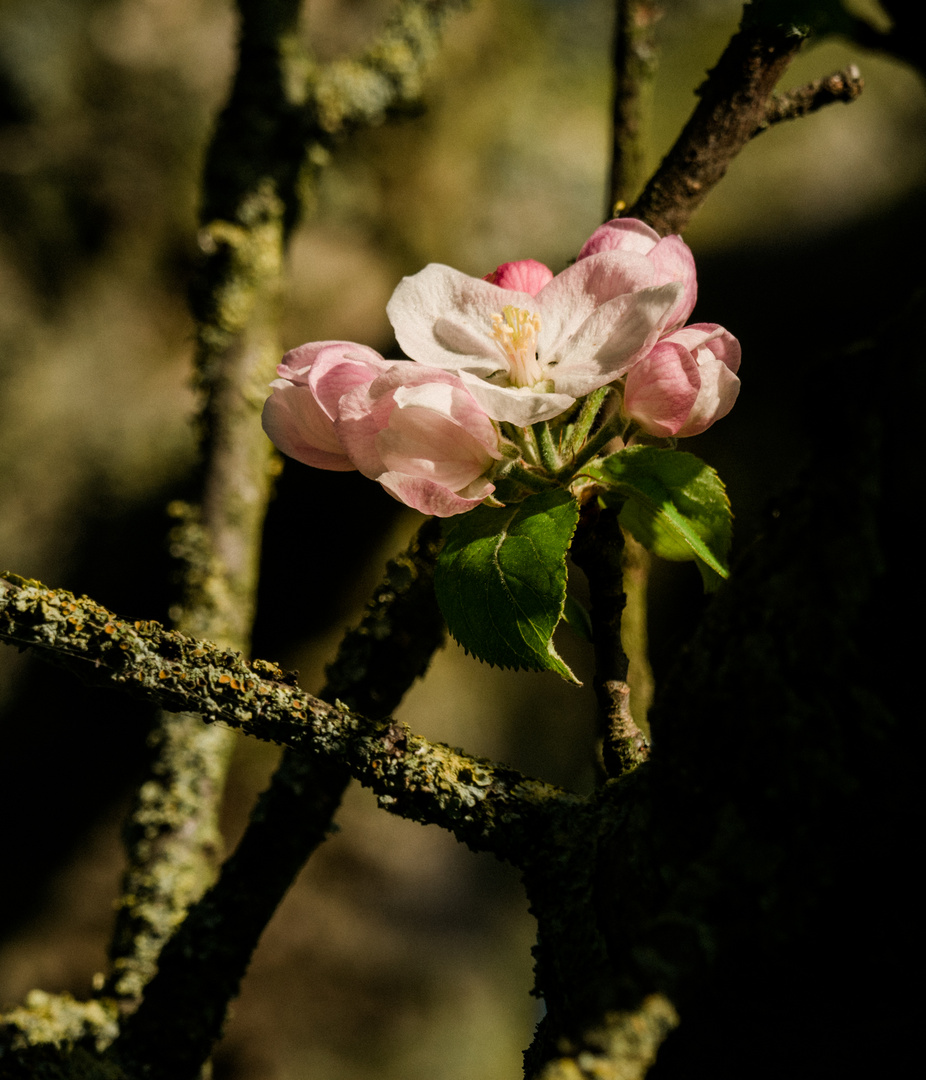 Apfelbaumblüten bei Bensheim 6 2020