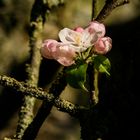 Apfelbaumblüten bei Bensheim 6 2020