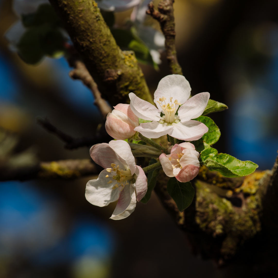 Apfelbaumblüten bei Bensheim 9 2020