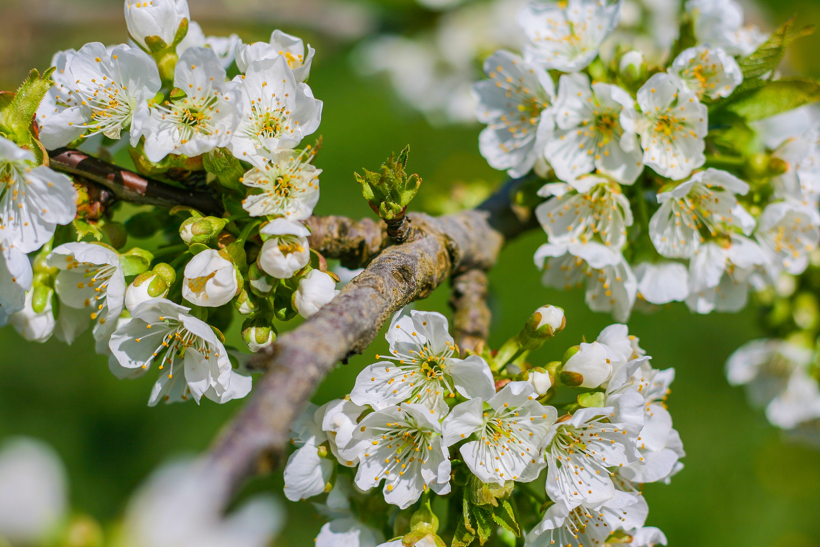 Apfelbaumblüten "Carmen"