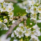 Apfelbaumblüten "Carmen"