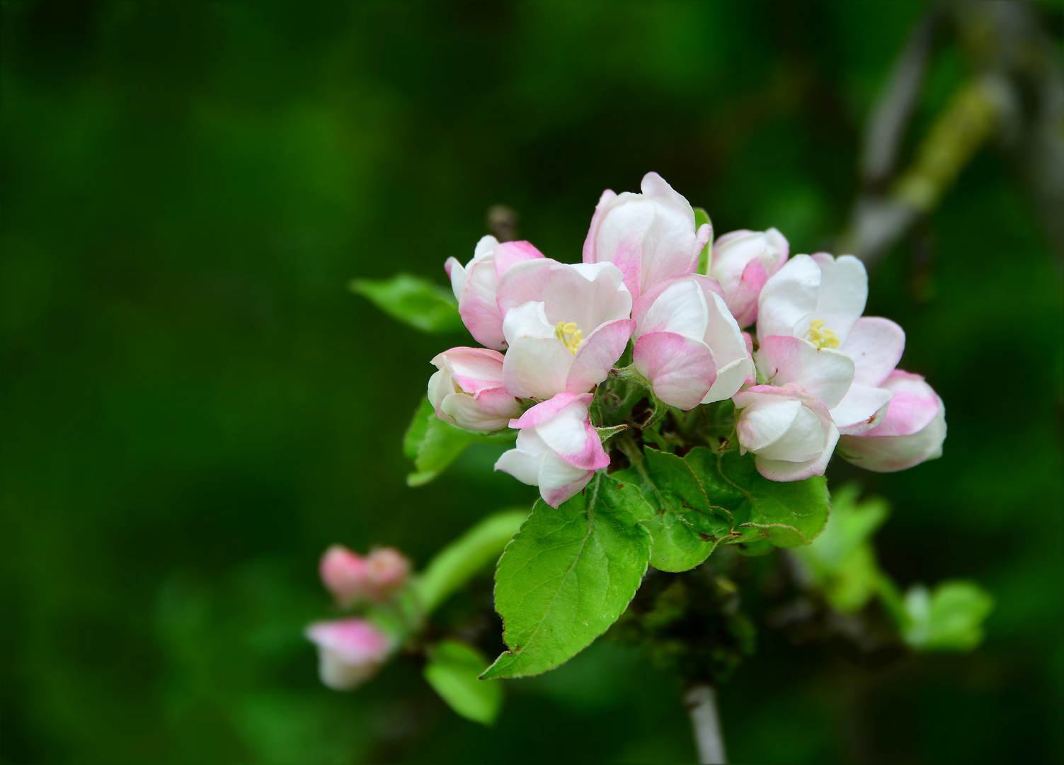 Apfelbaumblüten