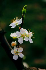 Apfelbaumblüten