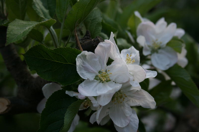 Apfelbaumblüten