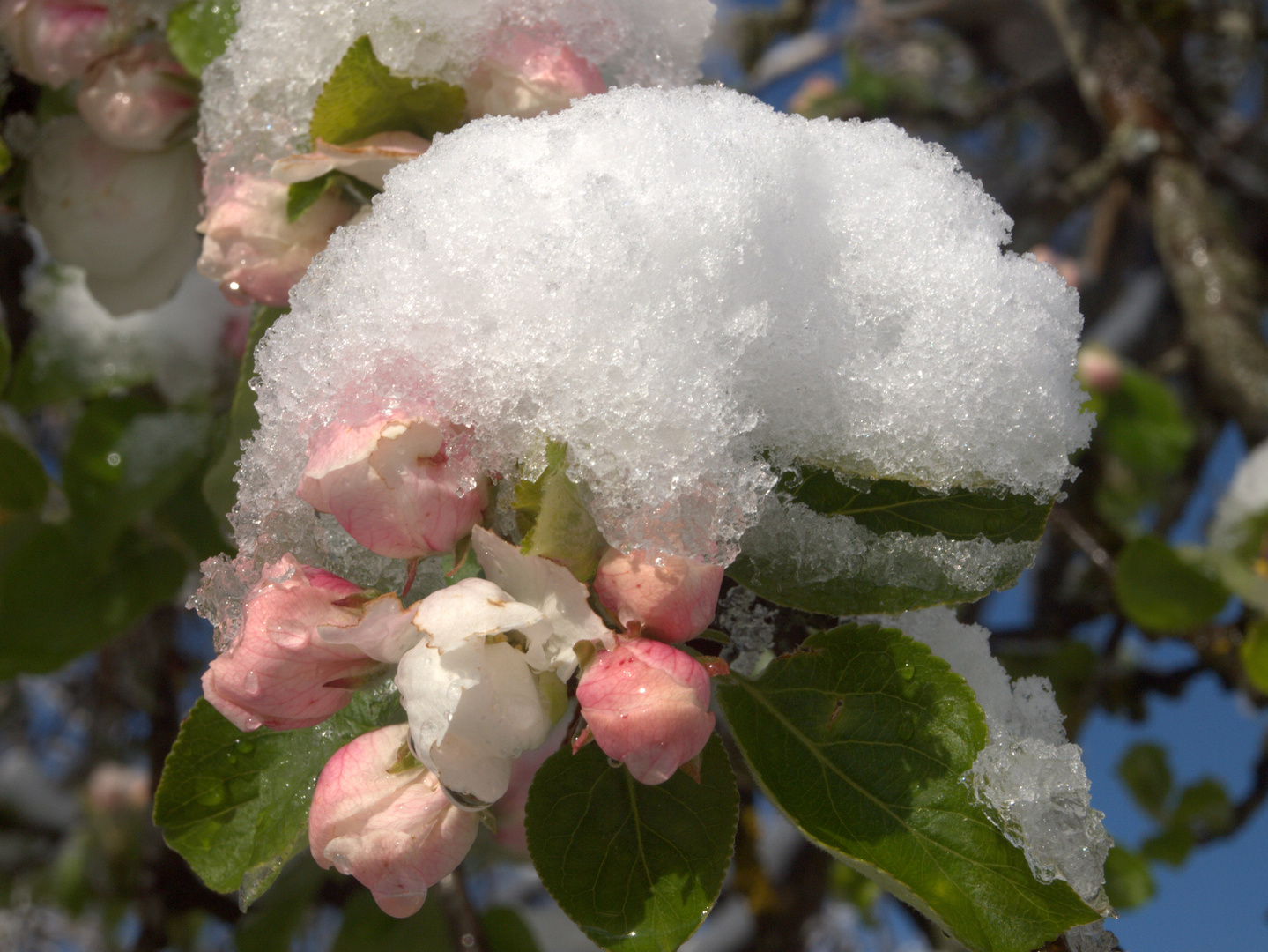 Apfelbaumblüten im Schnee