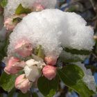 Apfelbaumblüten im Schnee