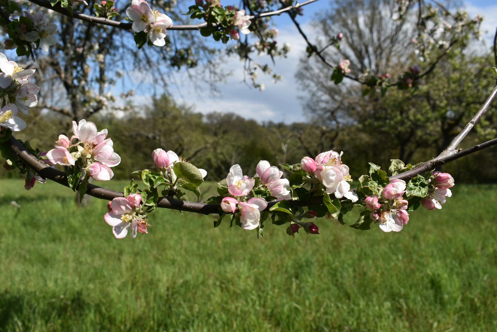 Apfelbaumblüten in den Streuobstwiesen