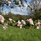 Apfelbaumblüten in den Streuobstwiesen