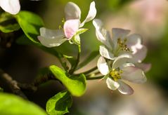 Apfelbaumblüten in der Abendsonne