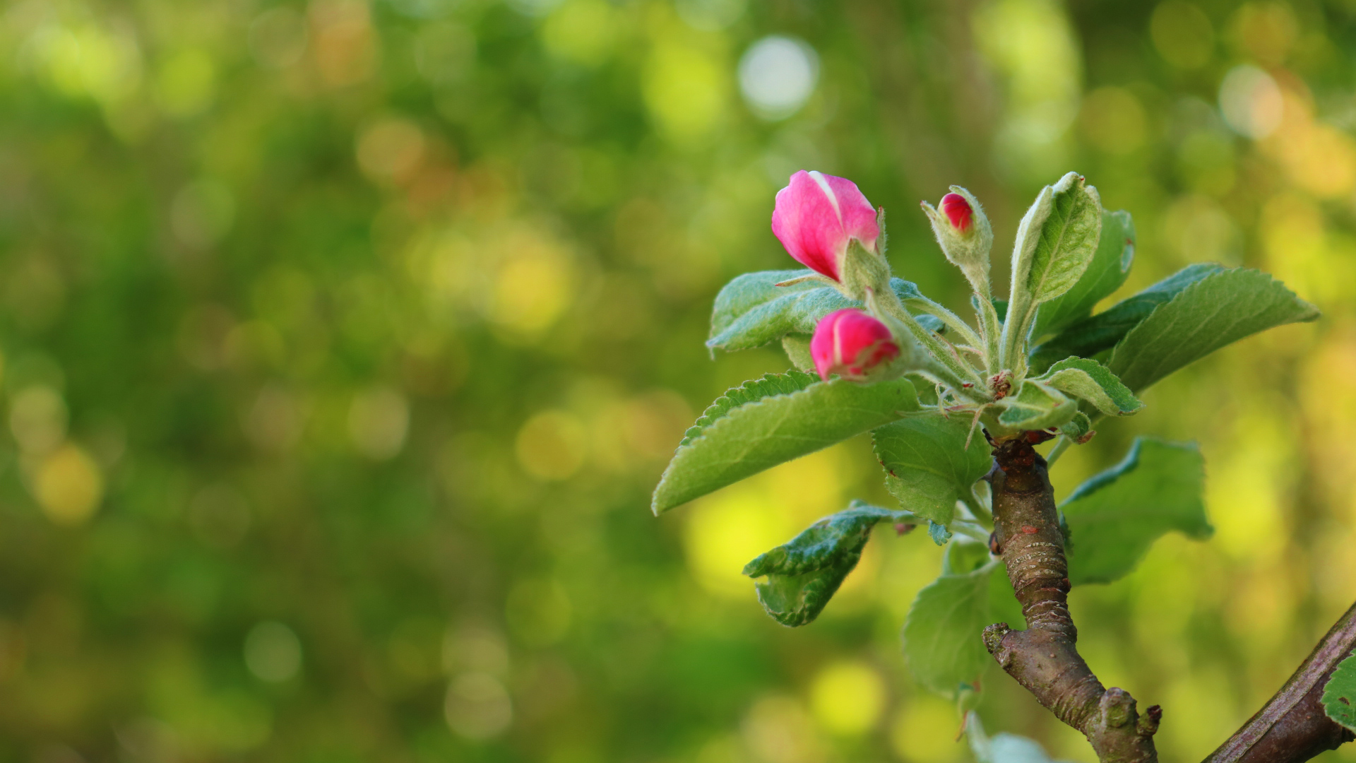 Apfelbaumblüten-Makro