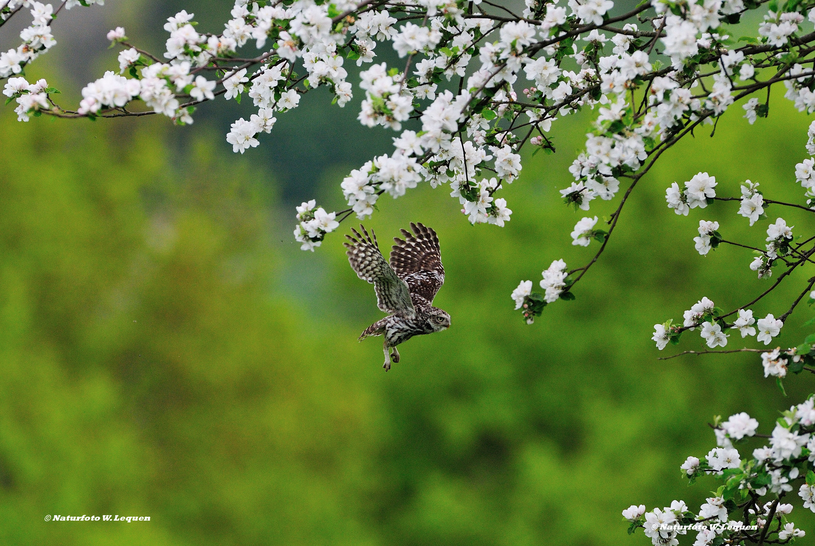 Apfelbaumblüten mit Steinkauz