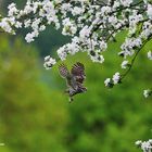 Apfelbaumblüten mit Steinkauz