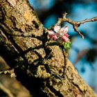 Apfelbaumbüte bei Bensheim 8 2020