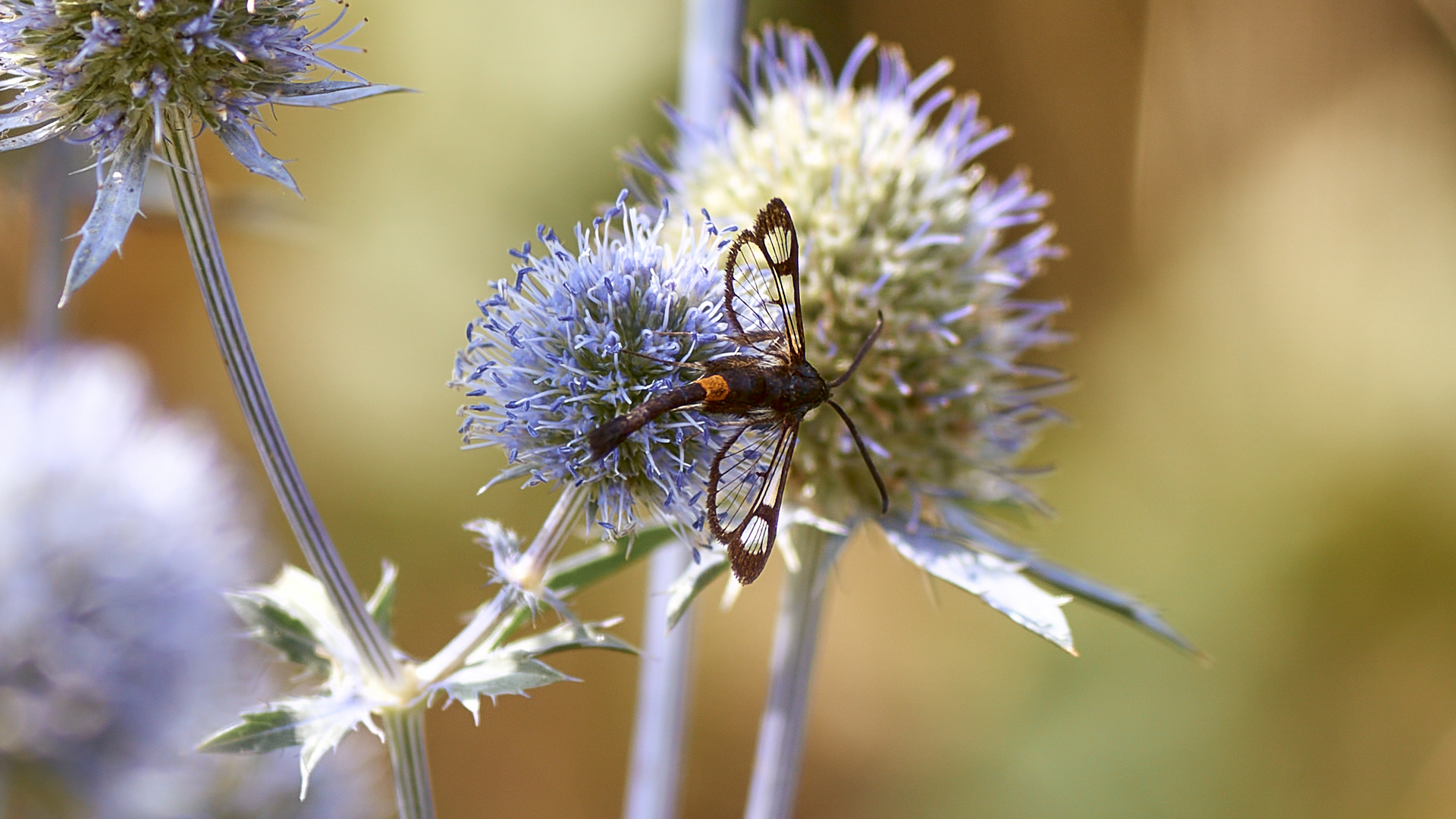 Apfelbaumglasflügler auf Mannstreublüte