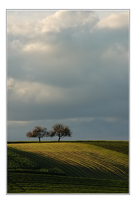 Apfelbaumpäärchen