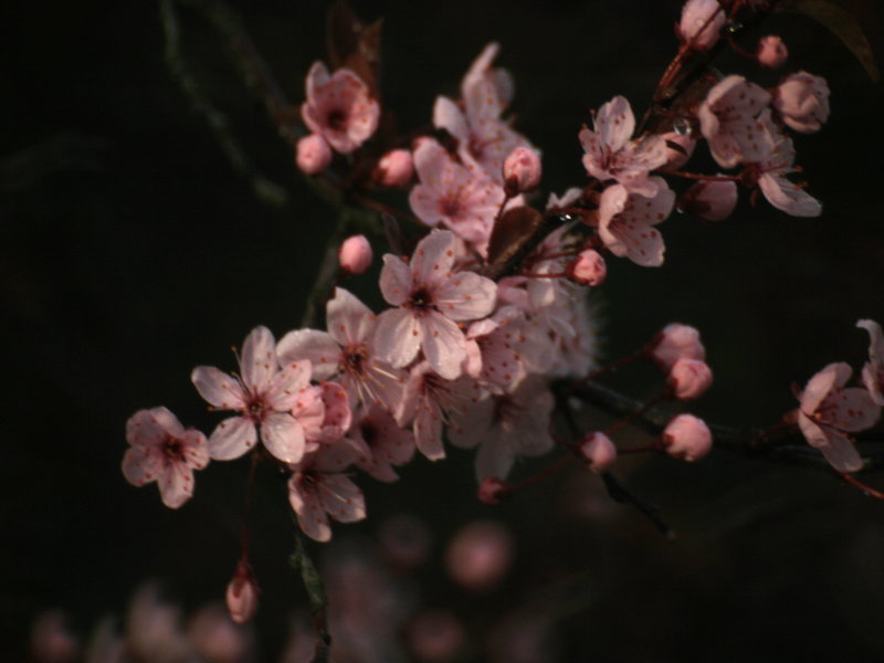 Apfelbaums schönste Blüte