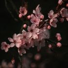 Apfelbaums schönste Blüte