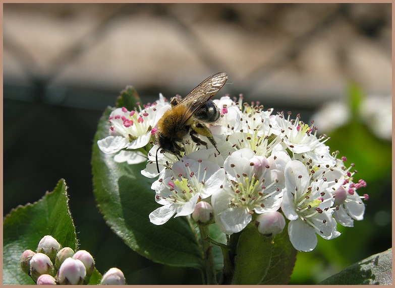 Apfelbeere mit Biene