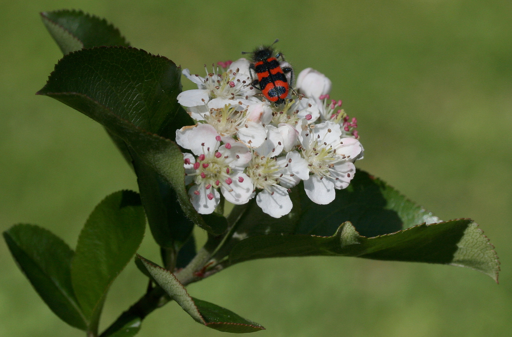 Apfelbeere und Bienenkäfer