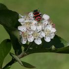 Apfelbeere und Bienenkäfer