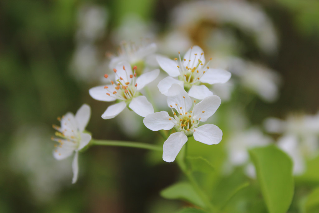  Apfelbeerenblüte