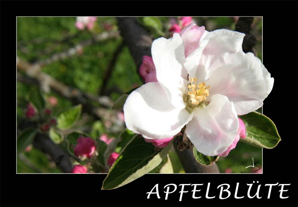 ..:: Apfelblüte ::..