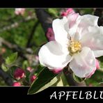 ..:: Apfelblüte ::..