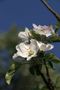 Apfelblüte von alb-hannes 