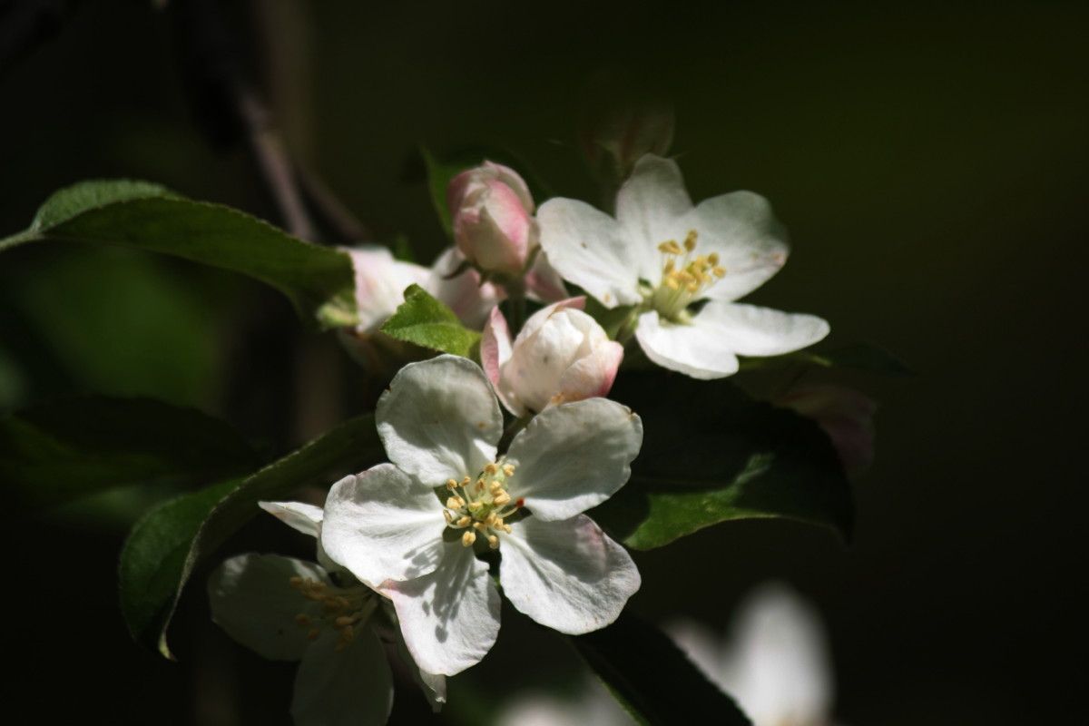 Apfelblüte