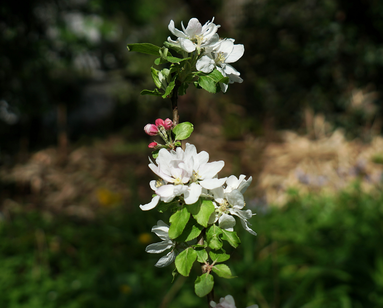 Apfelblüte