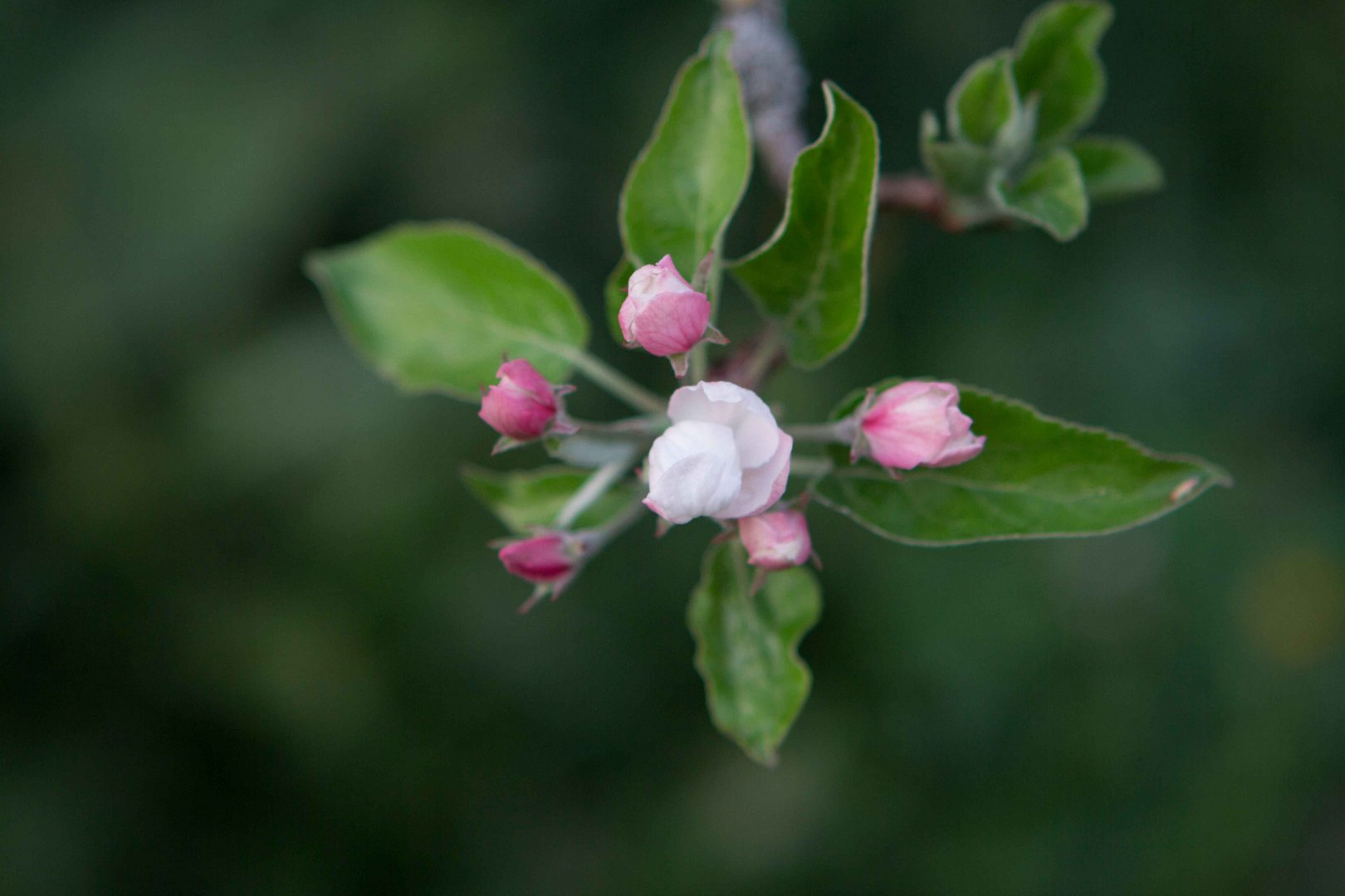 Apfelblüte