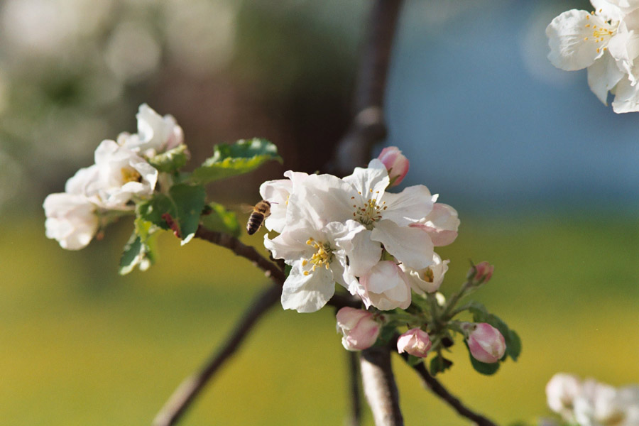 Apfelblüte