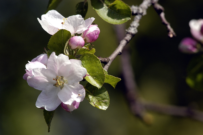 Apfelblüte