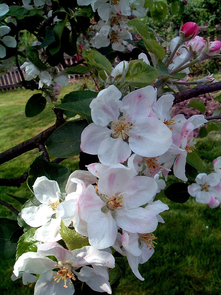 Apfelblüte 08